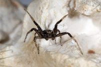 Une araigne crabe. Un mle (Araneae - Thomisidae - Xysticus sp.)